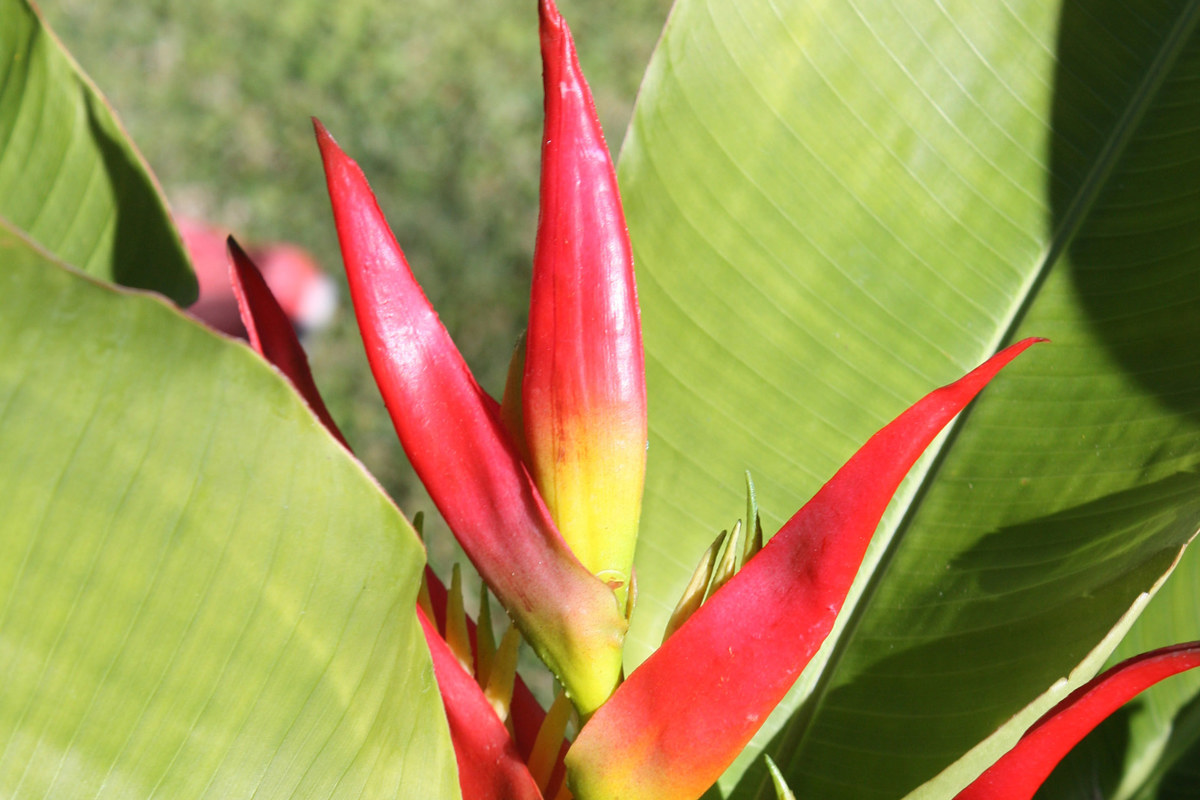 Heliconia subulata (3).jpg